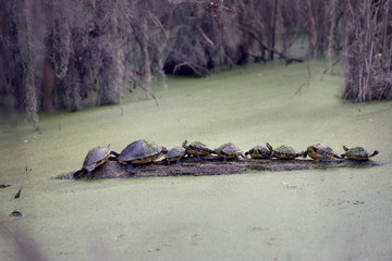 Florida Turtles Sunning On A Log