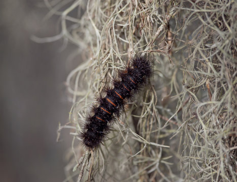 Giant Leopard Moth Caterpillar