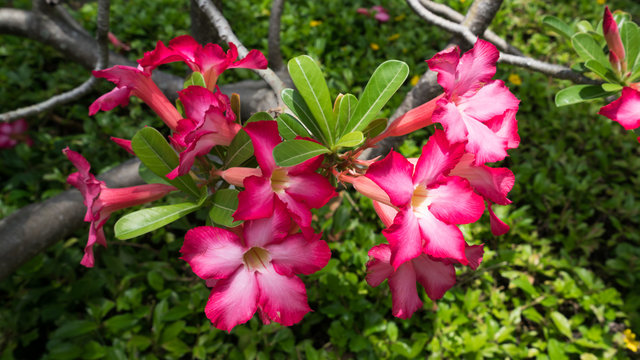 バリ 砂漠のバラ アデニウム BALI  Adenium