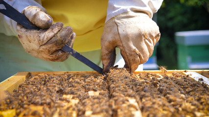 The beekeeper looks after bees, honeycombs, a lot of honey, in a protective beekeeper's beast. Concept: bee hive, pure natural product, useful product, yellow golden honey, swarm of bees, hardworking