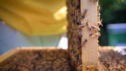 The beekeeper looks after bees, honeycombs, a lot of honey, in a protective beekeeper's beast. Concept: bee hive, pure natural product, useful product, yellow golden honey, swarm of bees, hardworking