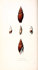 Illustration of shells