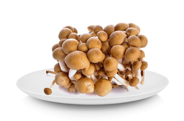 Black shimeji mushroom in white plate on white background