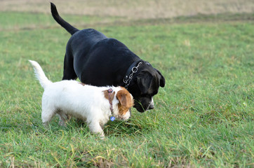 A young, playful dog Jack Russell terrier runs meadow in autumn with another big black dog.