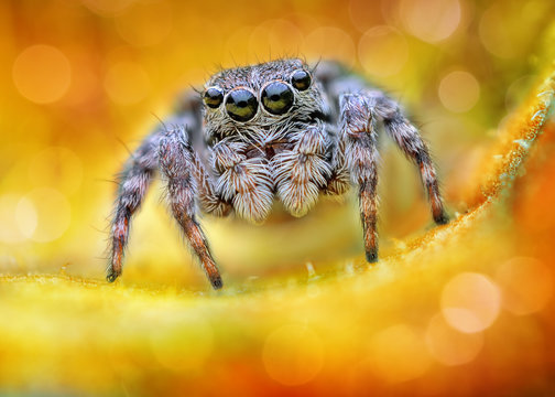 Extreme sharp and detailed portrait of polish jumping spider macro with bokeh