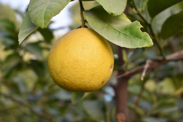 orange with leaves