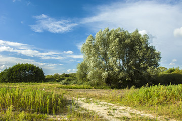 Big willow on a wild meadow and blue sky