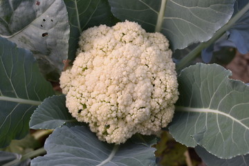 beautiful cauliflower