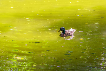 Wild duck swimming in a pond