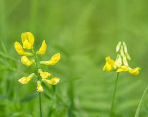 yellow flowers in natural ambiance