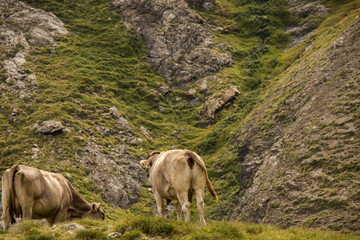 Cow grazing in the mountains
