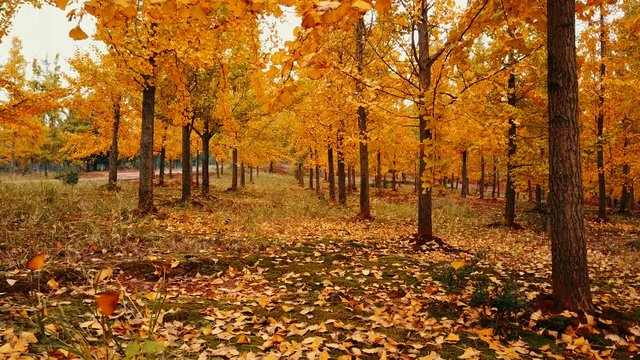 Autumn, yellow ginkgo trees. 
Mount Lu scenic area in Jiangxi, China