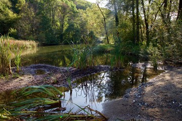 Palude con acqua e piante tipiche