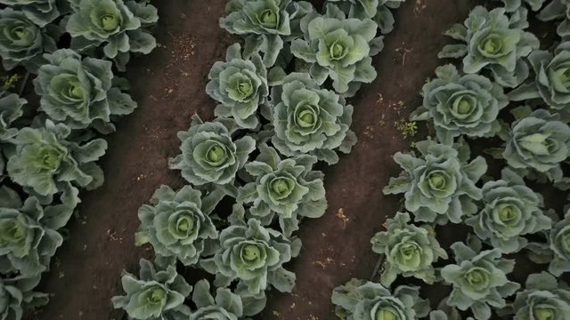 Aerial drone flight up with spinning from the cabbage field (4K, 25fps)

