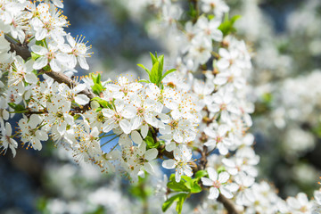 small white flowers on the tree spring 