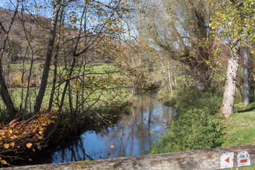 tree nature 