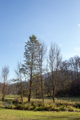 Obraz premium tree nature 