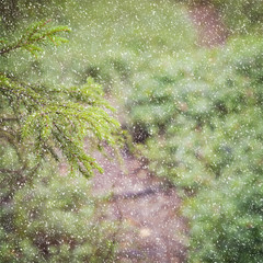 Snowy forest background