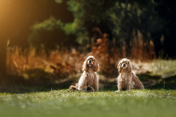 American Cocker Spaniel in park