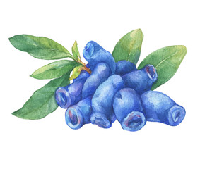 Blue berries and leaves of honeysuckle plant (Lonicera caerulea). Fresh honeysuckle fruits (Haskap, Honeyberry). Watercolor hand drawn painting illustration isolated on white background.