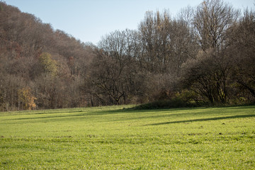 Fototapeta premium trees and sky
