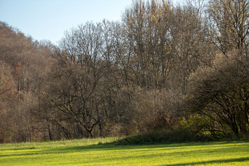 Fototapeta premium tree landscape nature