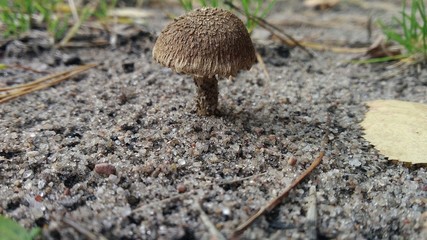fungus