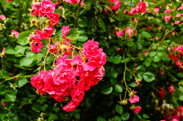 Red rose flowers in a garden