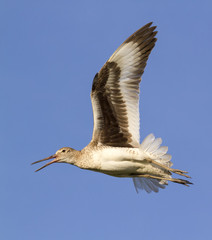 Willet (Tringa semipalmata) flying, Galveston, Texas, USA