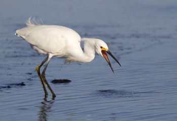 Snowy egret (Egretta thula) feeding in shallow water near the ocean coast, Galveston, Texas, USA