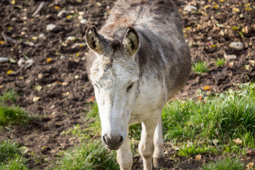 donkey in the farm