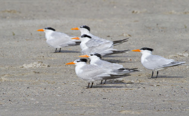 Royal terns (Thalasseus maximus) at the ocean beach, Galveston, Texas, USA
