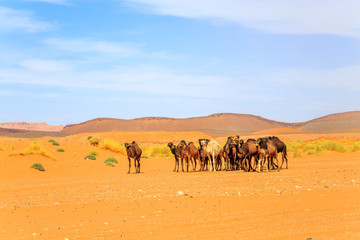 Fototapeta na wymiar Flock of camel in desert