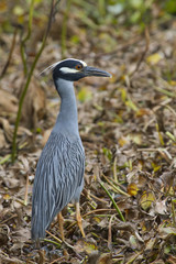 Yellow-crowned Night Heron (Nyctanassa violacea) in a forest swamp. Brazos Bend State Park, Needville, Texas, USA.
