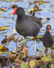 Common gallinule (Gallinula galeata) with a chick, Brazos Bend State Park, Needville, Texas, USA.