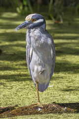 Yellow-crowned Night Heron (Nyctanassa violacea) in a swamp. Brazos Bend State Park, Needville, Texas, USA.