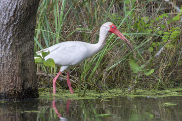 American white ibis (Eudocimus albus) foraging in a swamp, Brazos Bend state park, Needville, Texas, USA.