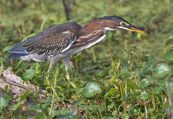 Green heron (Butorides virescens) in the forest swamp, Brazos Bend State Park, Texas, USA.
