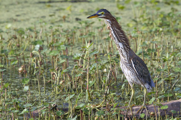 Green heron (Butorides virescens) demonstrating defensive 