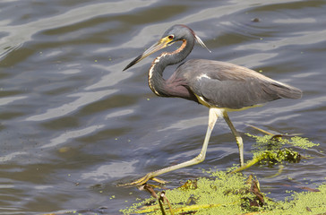 Tricolored heron (Egretta tricolor) walking in the lake, Brazos Bend State Park, Texas, USA.