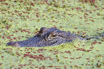 American alligator (Alligator mississippiensis), hiding in the swamp covered with duckweed, Brazos Bend State Park, Texas, USA.