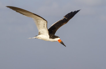 Fototapeta na wymiar Black skimmer (Rynchops niger) flying, Galveston, Texas, USA.