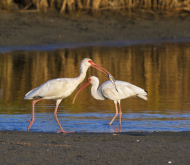 American white ibises (Eudocimus albus) fishing early in the morning in a shallow lake, Galveston, Texas, USA.