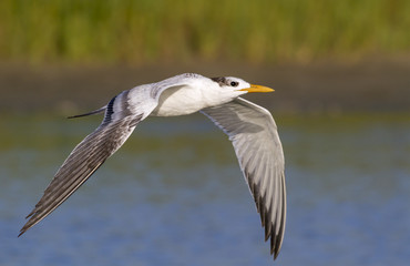 Royal tern (Thalasseus maximus) flying over tidal marsh, Galveston, Texas, USA