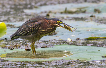 Green heron (Butorides virescens) fishing in a swamp, Brazos Bend State Park, Needville, Texas, USA