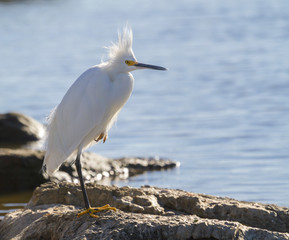 Snowy egret (Egretta thula) standing ageinst strong wind at the seashore, Galveston, Texas, USA