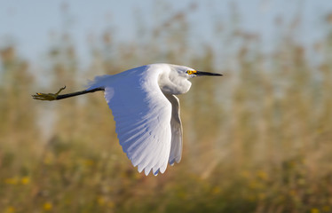 Snowy egret (Egretta thula) flying over sea shore, Galveston, Texas, USA