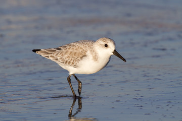 Sanderling (Calidris alba) in winter plumage on the ocean coast at sunset. Galveston, Texas, USA.