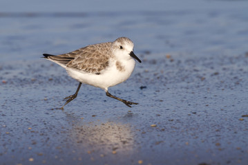 Sanderling (Calidris alba) in winter plumage running along the ocean coast at sunset. Galveston, Texas, USA.