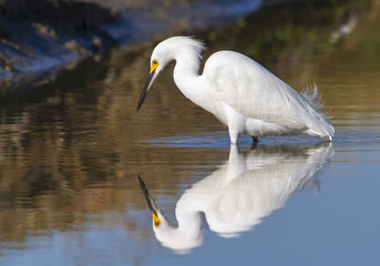Snowy egret (Egretta thula) foraging in a quiet lake at early windless morning, Galveston, Texas, USA.